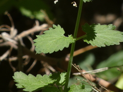 Nepeta cataria