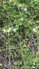 Jacquemontia curtissii