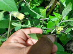 Physalis longifolia