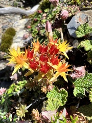 Sedum morrisonense