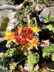 Sedum morrisonense