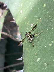 Polybiomyia capitis
