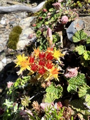 Sedum morrisonense