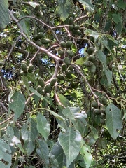 Alnus formosana