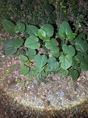 Clerodendrum bungei