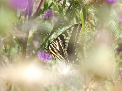Papilio eurymedon