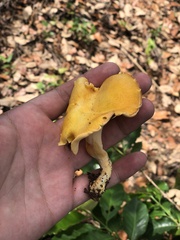 Amethystini
