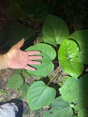 Clerodendrum bungei