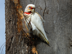Cacatua tenuirostris