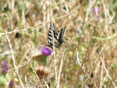 Papilio eurymedon