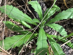 Erigeron sumatrensis
