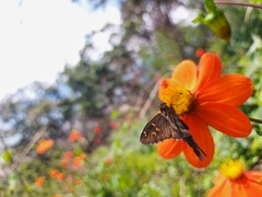 Thorybes dorantes dorantes