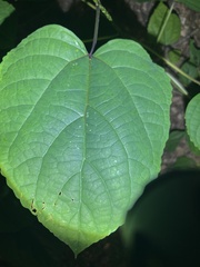 Clerodendrum bungei