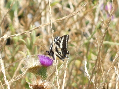 Papilio eurymedon
