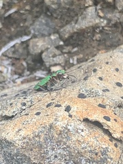 Cicindela campestris