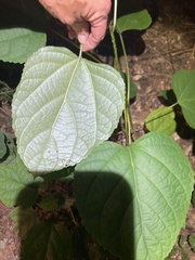 Clerodendrum bungei