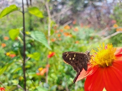 Thorybes dorantes dorantes