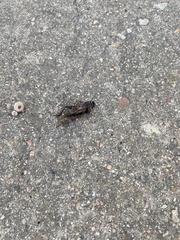 Gryllidae