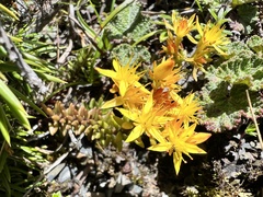 Sedum morrisonense