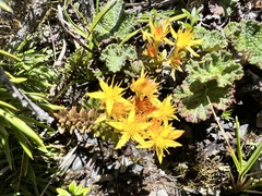 Sedum morrisonense