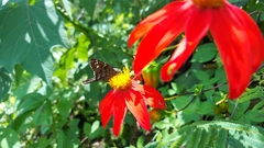 Thorybes dorantes dorantes