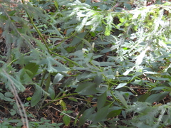 Phytolacca rugosa