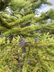 Picea rubens