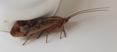Limnephilus