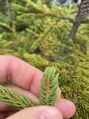Picea rubens