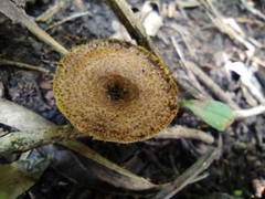 Lentinus