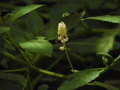 Phytolacca rugosa