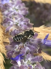 Megachile mendica