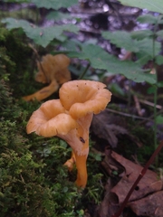 Craterellus ignicolor