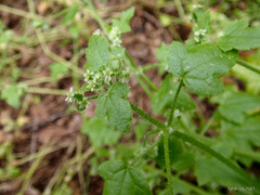 Drusa glandulosa
