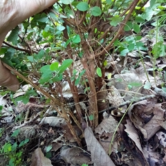 Symphoricarpos orbiculatus