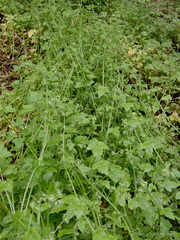 Drusa glandulosa