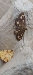 Anania coronata