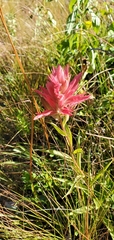 Castilleja miniata