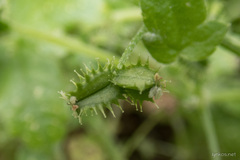 Drusa glandulosa