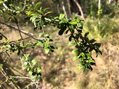 Pittosporum viscidum