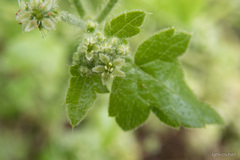 Drusa glandulosa
