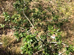 Pittosporum viscidum