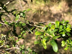 Pittosporum viscidum
