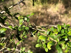 Pittosporum viscidum