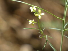Sisymbrium