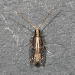 Orthotrichia
