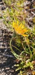 Agoseris aurantiaca