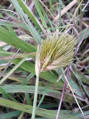 Carex bohemica