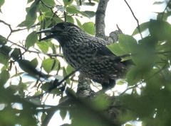 Nucifraga caryocatactes