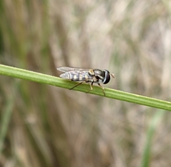 Simosyrphus grandicornis